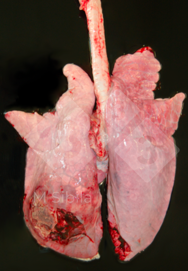 Figura 2. Pulmão com pleurite fibrino-fibrosa unilateral dorso-caudal.